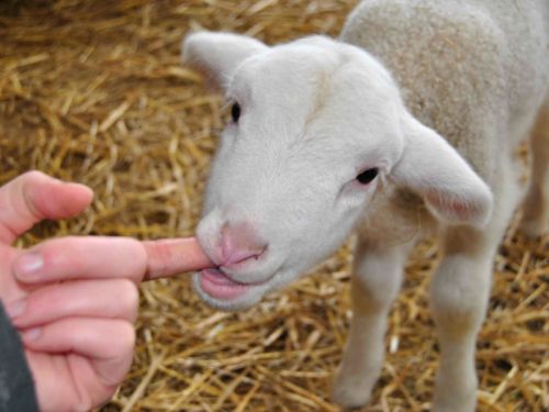 Ferme d'Animation Educative de Woimbey