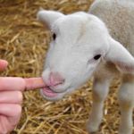 Ferme d'Animation Educative de Woimbey