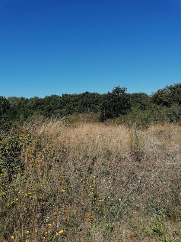 Terrain - 24 965 m²