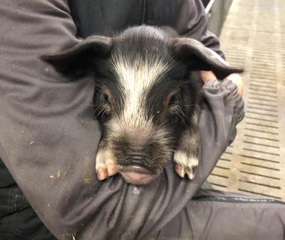 Le Terroir de Pierrousse