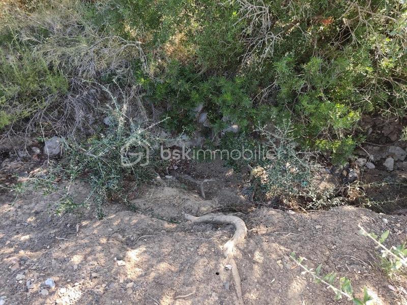 Terrain agricole - 2 420 m²