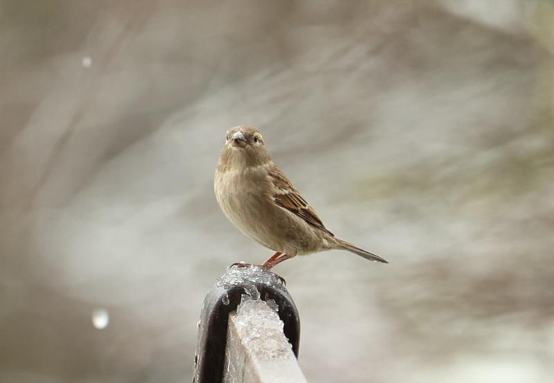 Terrain constructible - 1 030 m²