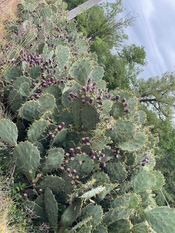 Maison - 123 m² - 5 pièces