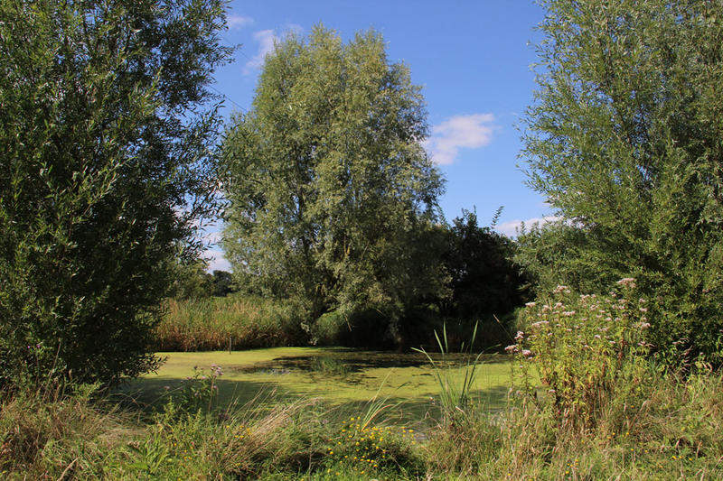 Grand marais d'Etaing - le saule têtard
