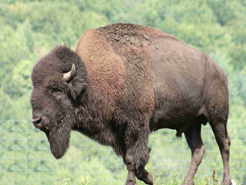 Bisons des Monts de la Madeleine