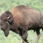 Bisons des Monts de la Madeleine