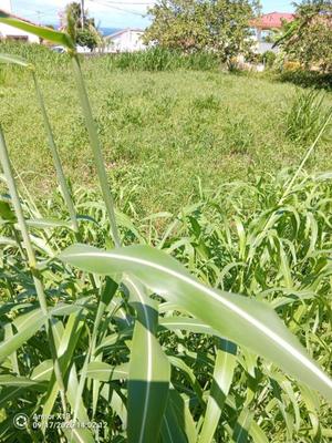 Terrain constructible - 556 m²