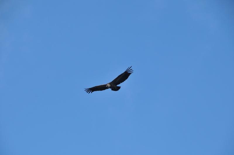 Sortie nature Cpie Pays Basque : "Les rapaces du Pays basque"