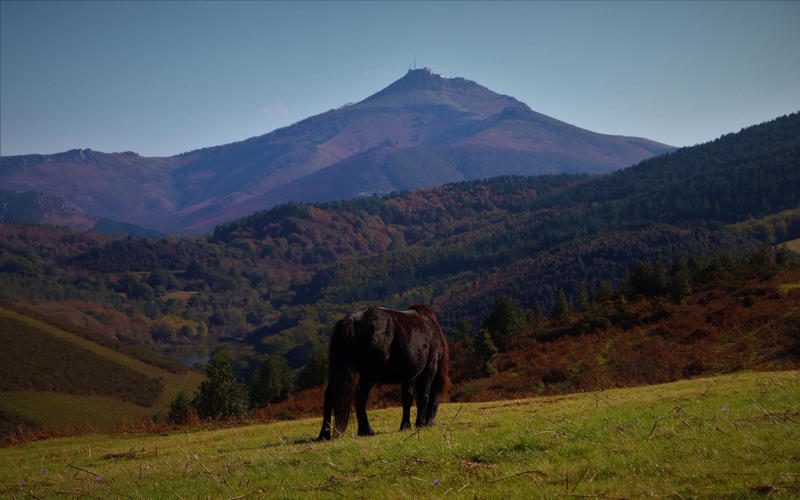 Randonnée accompagnée : le pottok, cheval basque