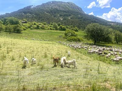 Terrain constructible - 989 m²