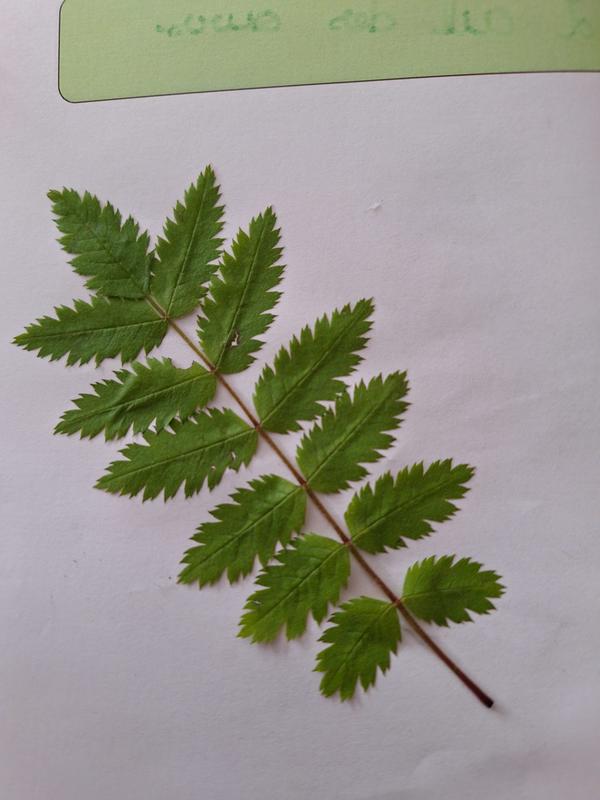 Sortie avec la maison de la nature - Nos amis les arbres