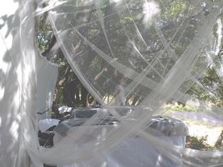 L'Essentiel-de-lavande