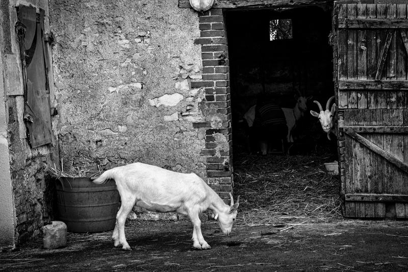 [Exposition] le Chavignol : un demi-siècle d'excellence