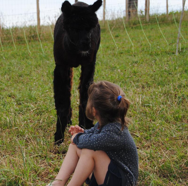 Les alpagas des croisettes