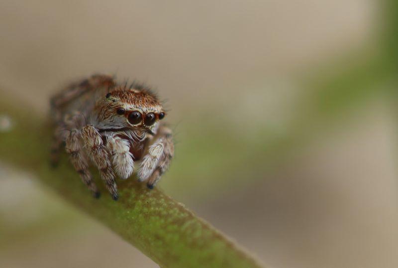 Atelier nature (6-12 ans) : le monde fascinant des insectes