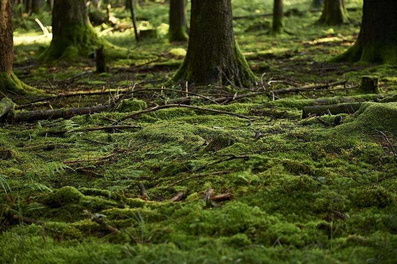 Sentiers Plaisir : Randonnée sur le plateau et versant de la Maxe
