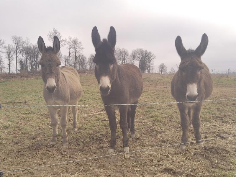 L'Âne Belle Aventure