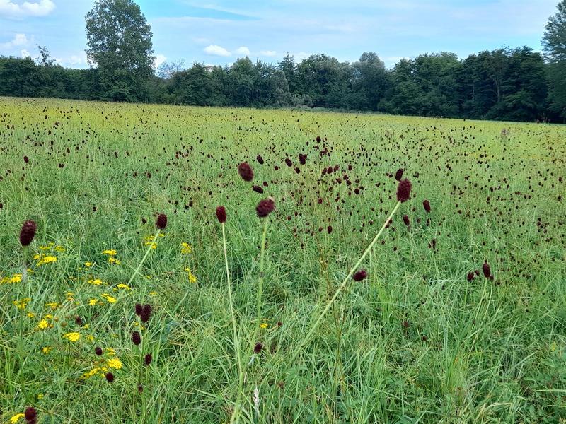 A la découverte des papillons du Ried de la Lutter
