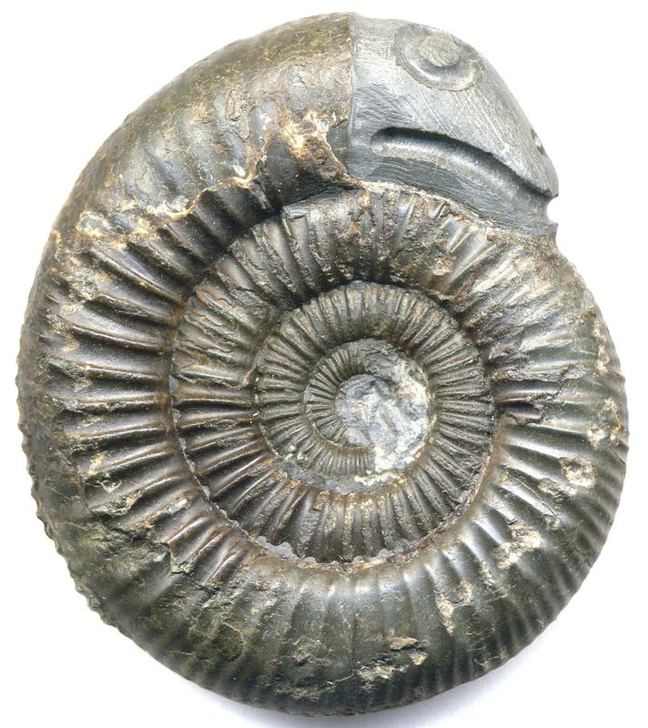 Conférence « Fossiles et Croyances Populaires – une Paléontologie de l’Imaginaire »