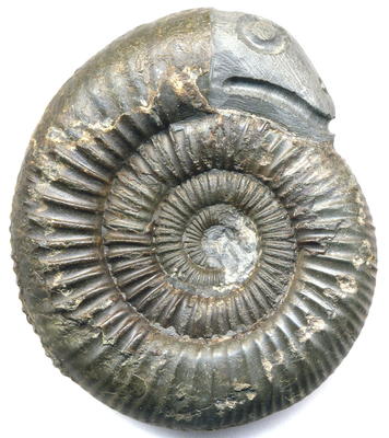 Conférence « Fossiles et Croyances Populaires – une Paléontologie de l’Imaginaire »