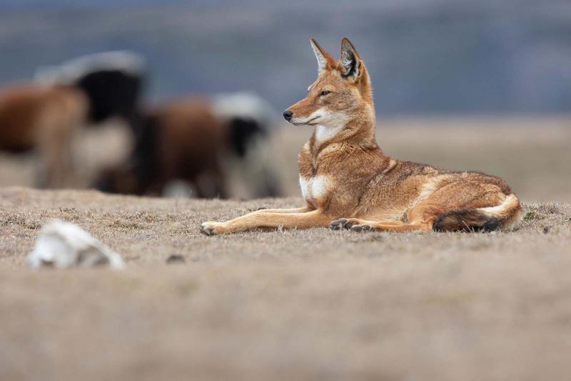 Ciné-rencontre - le secret du loup d’Ethiopie