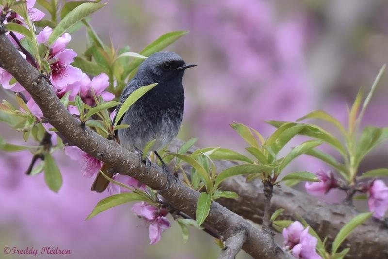 Reconnaissance des chants d’oiseaux