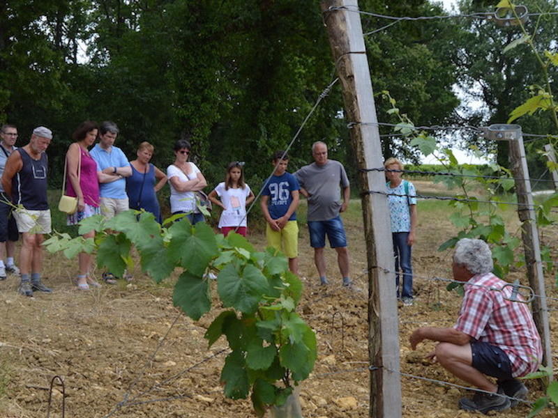 Vigne et vin découverte | Domaine du Siorac