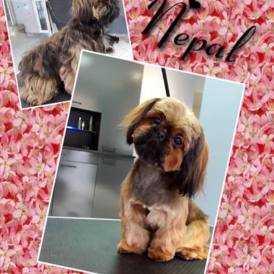 Diamond's Toilettage