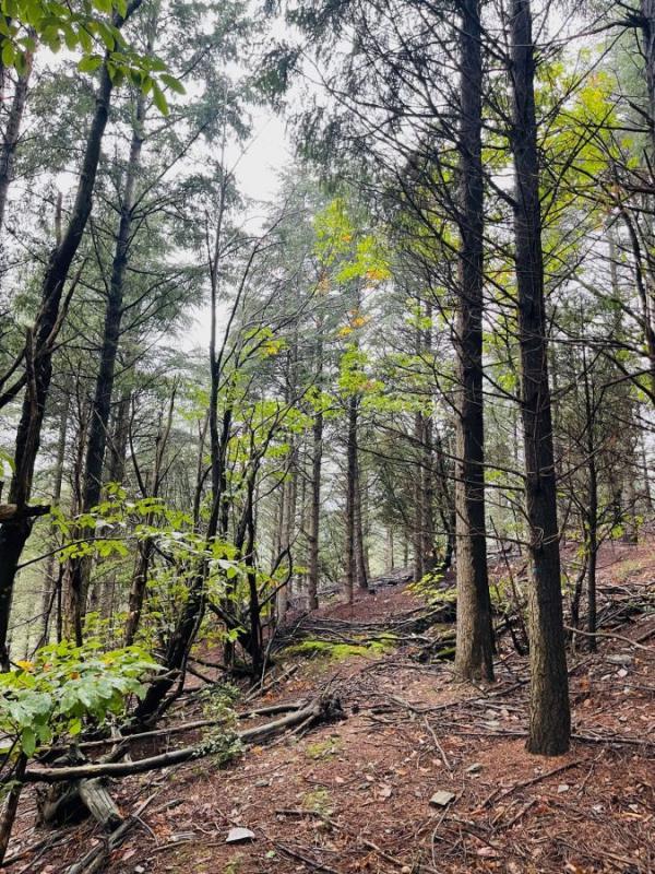 Terrain - 16 280 m²