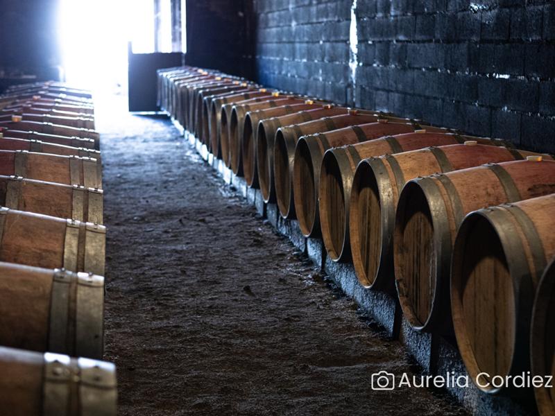 Visite-dégustation : Visite du domaine et histoire de l'appellation