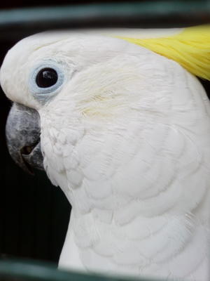 Jardin animalier de Mialet