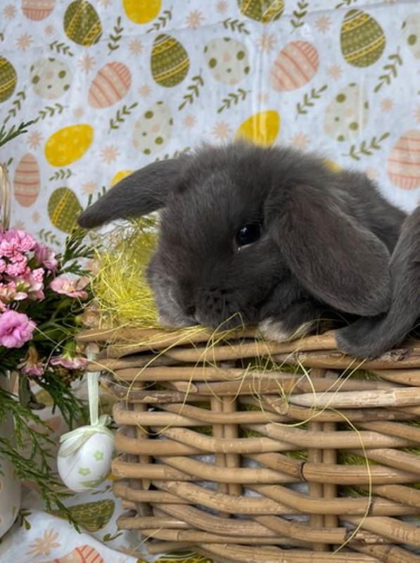 Un lapin dans le jardin
