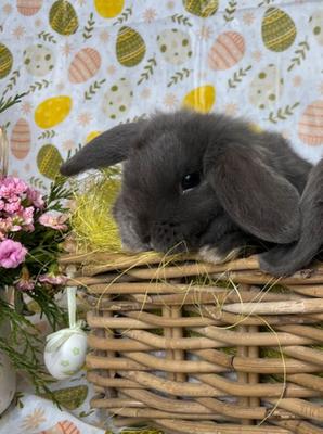 Un lapin dans le jardin