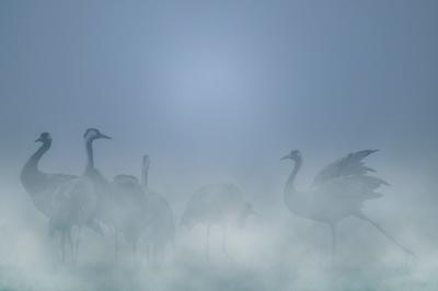 A la rencontre des Grues cendrées