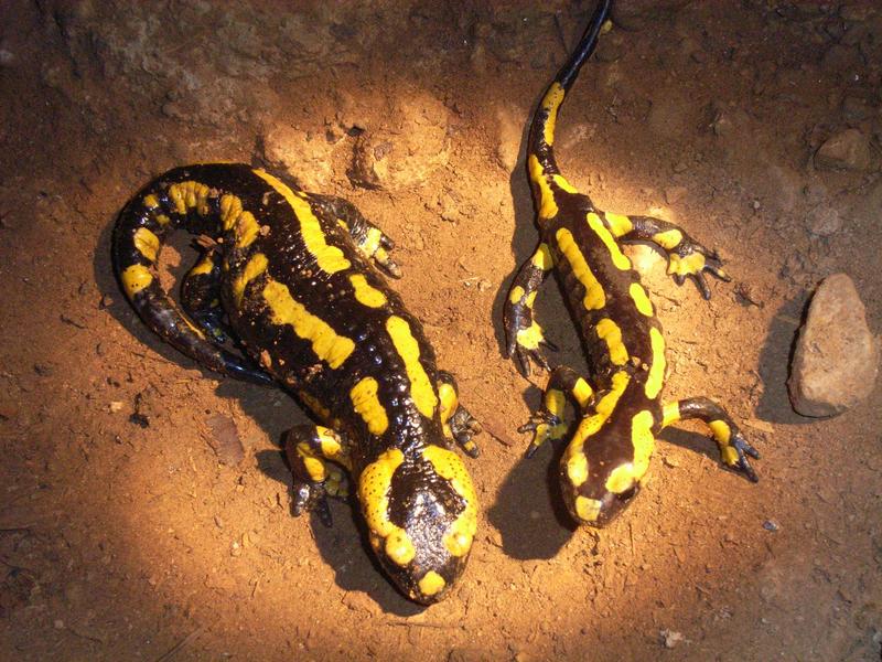 Visite guidée : la mine Saint-Nicolas de Steinbach