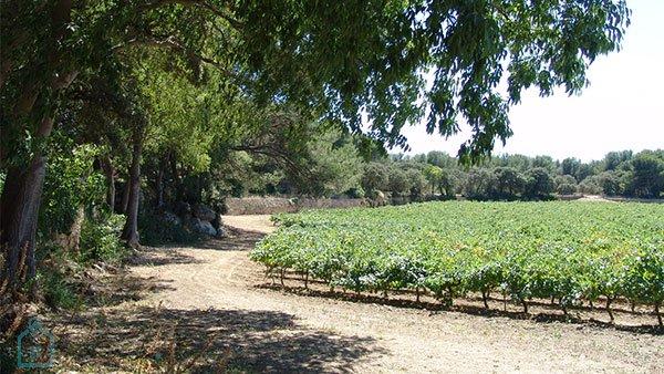 Terrain agricole - 1 500 000 m²