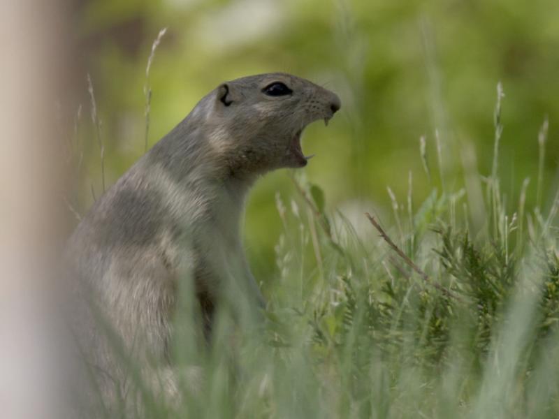 Semaine de la Biodiversité - Ciné Nature "à l'écoute de la nature : l'énigme du cri silencieux" à Saint-Ciers-sur-Gironde