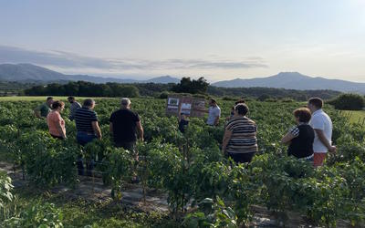 Visite d'une ferme familiale de piment d'Espelette