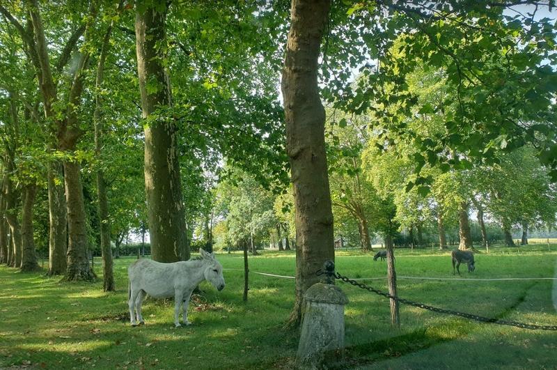 Manoir - 1 600 m² - 30 pièces