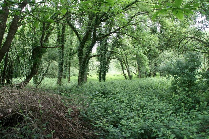 Terrain - 53 650 m²