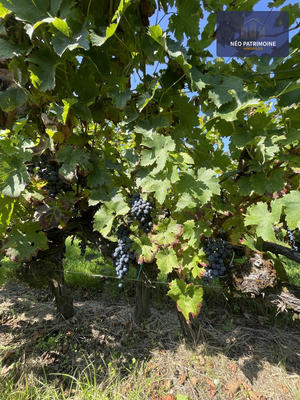 Château - 311 m² - 14 pièces