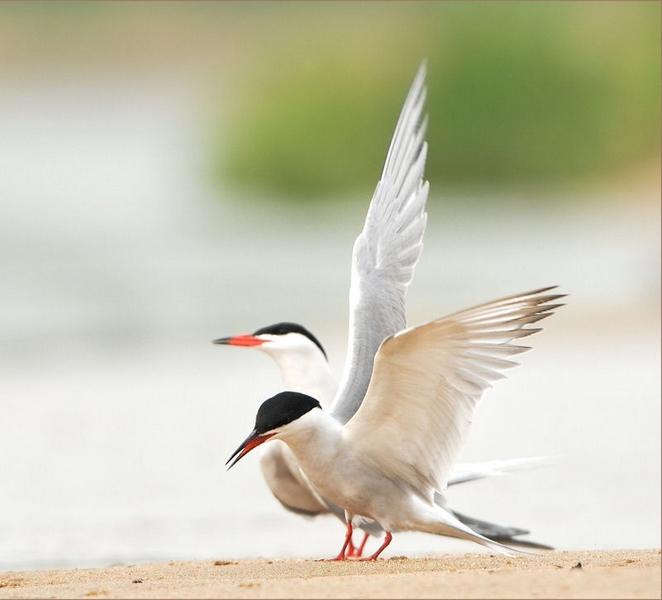 Atelier nature: ma vie de sterne  ( à partir de 7 ans)