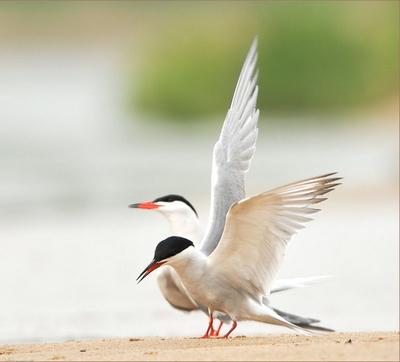 Atelier nature: ma vie de sterne  ( à partir de 7 ans)