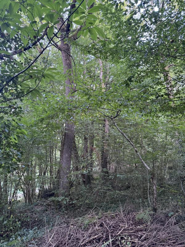 Terrain - 50 154 m²