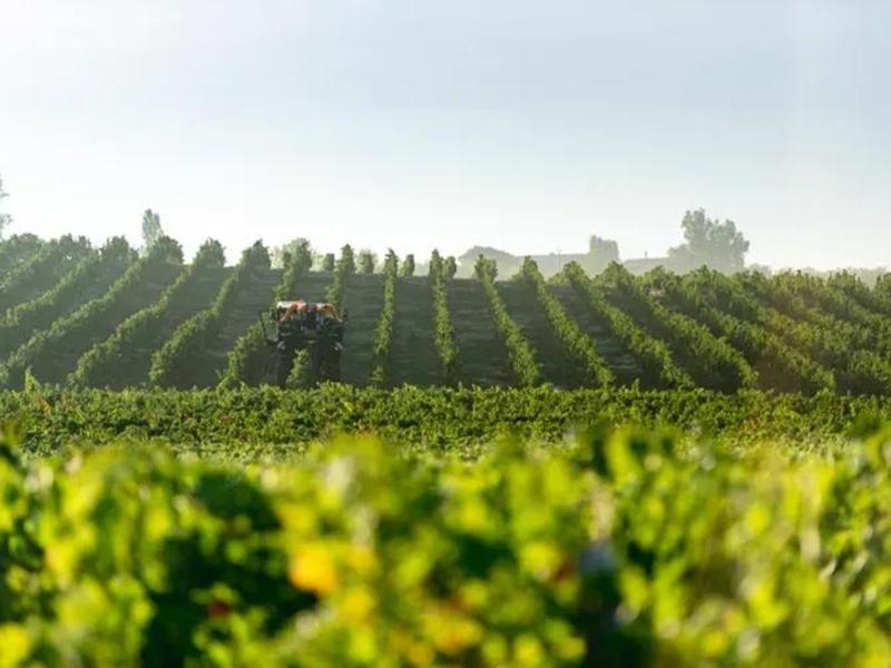 Tour du domaine et dégustation au Domaine du Grand Mayne
