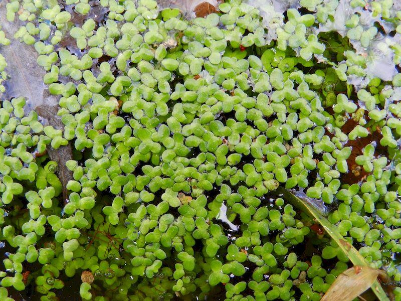 Balade nature - la vie palpitante des plantes aquatiques