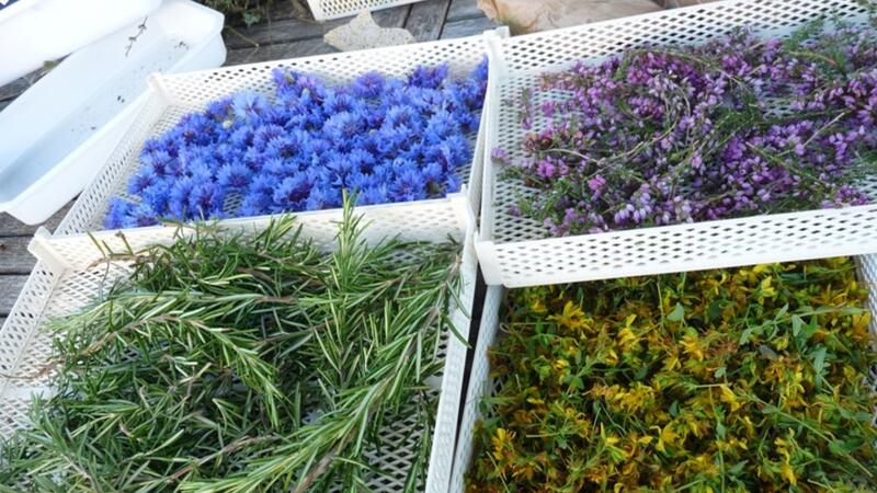 De ferme en ferme : le Jardin de Cathy