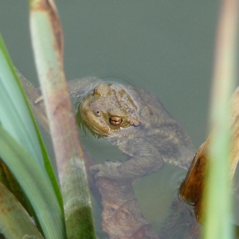 Balade nature : les Mares de Villenouan
