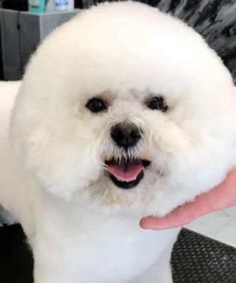 Diamond's Toilettage