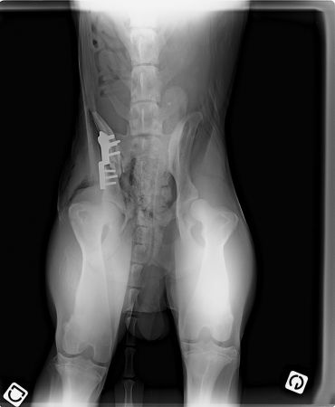 Clinique vétérinaire du Cèdre